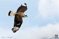 caracara_8218