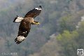 caracara_8219