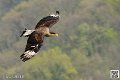 caracara_8220