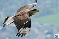 caracara_8223