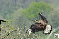 caracara_8225