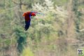 eclectus_8276