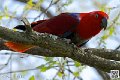 eclectus_8279