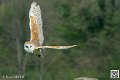 effraie_8251