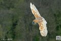 effraie_8252