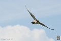 faucon_8158