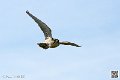 faucon_8159