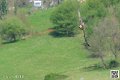 faucon_8161