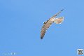 faucon_8166