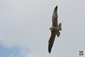 faucon_8171