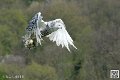 harfang_8267