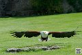 pygargue_8140