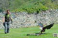 pygargue_8151