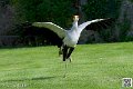 serpentaire_8185