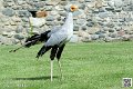 serpentaire_8188