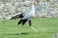 serpentaire_8189