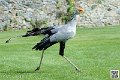 serpentaire_8190