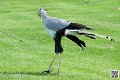 serpentaire_8192