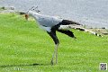 serpentaire_8194