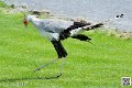 serpentaire_8195
