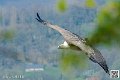 vautour_8273