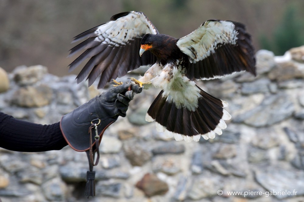 caracara_1148.jpg