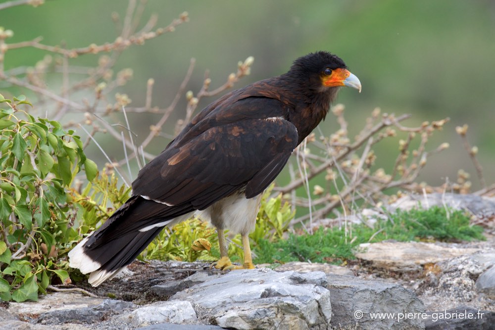 caracara_1159.jpg