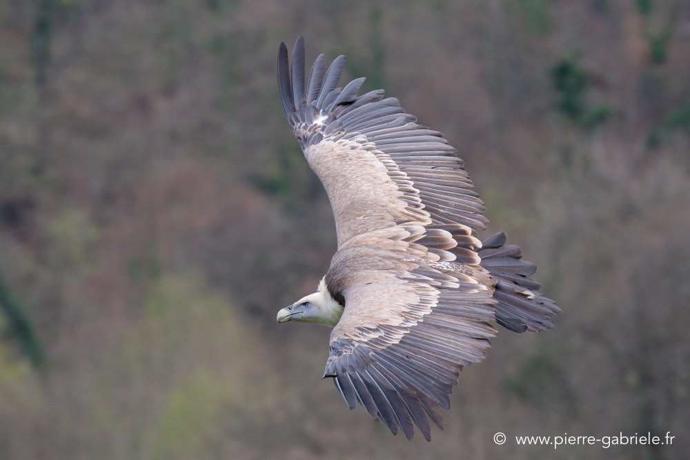 vautour_1257.jpg