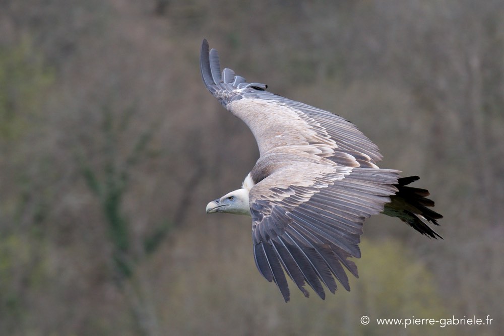 vautour_1258.jpg