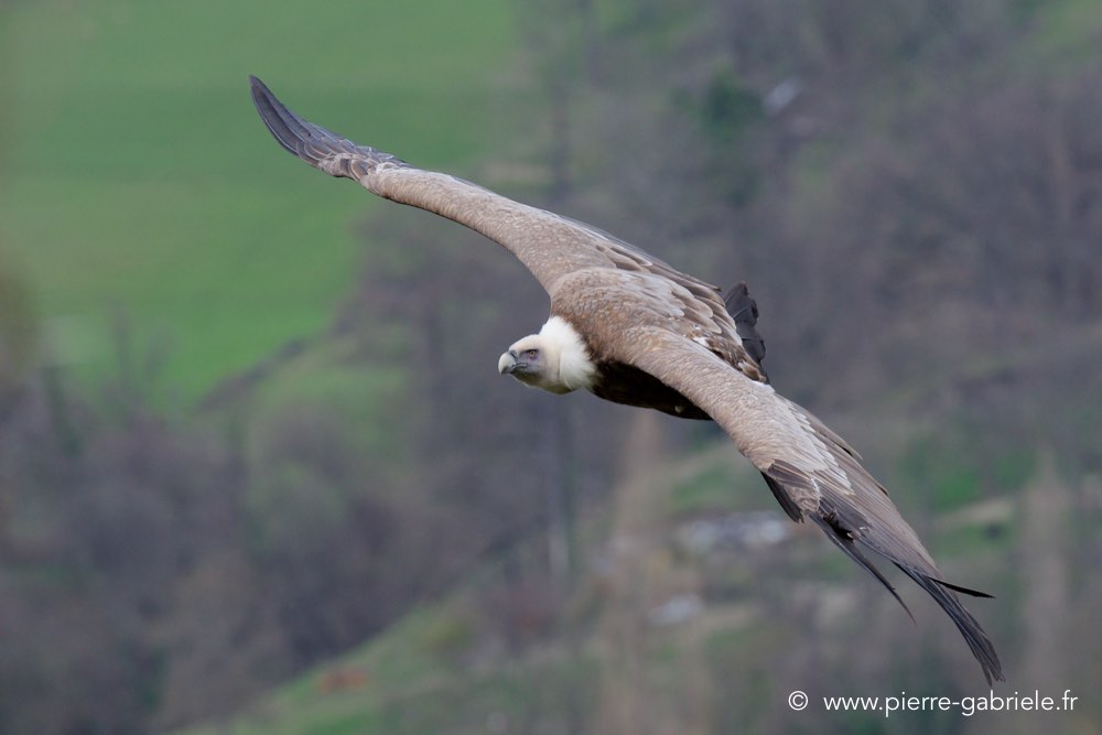 vautour_1270.jpg