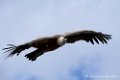 vautour_1281