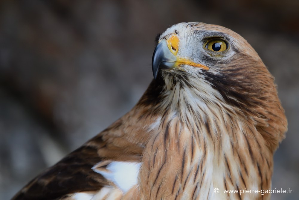aigle-botte_0849.jpg