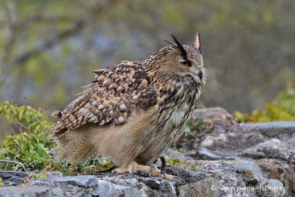 grand-duc_0942.jpg