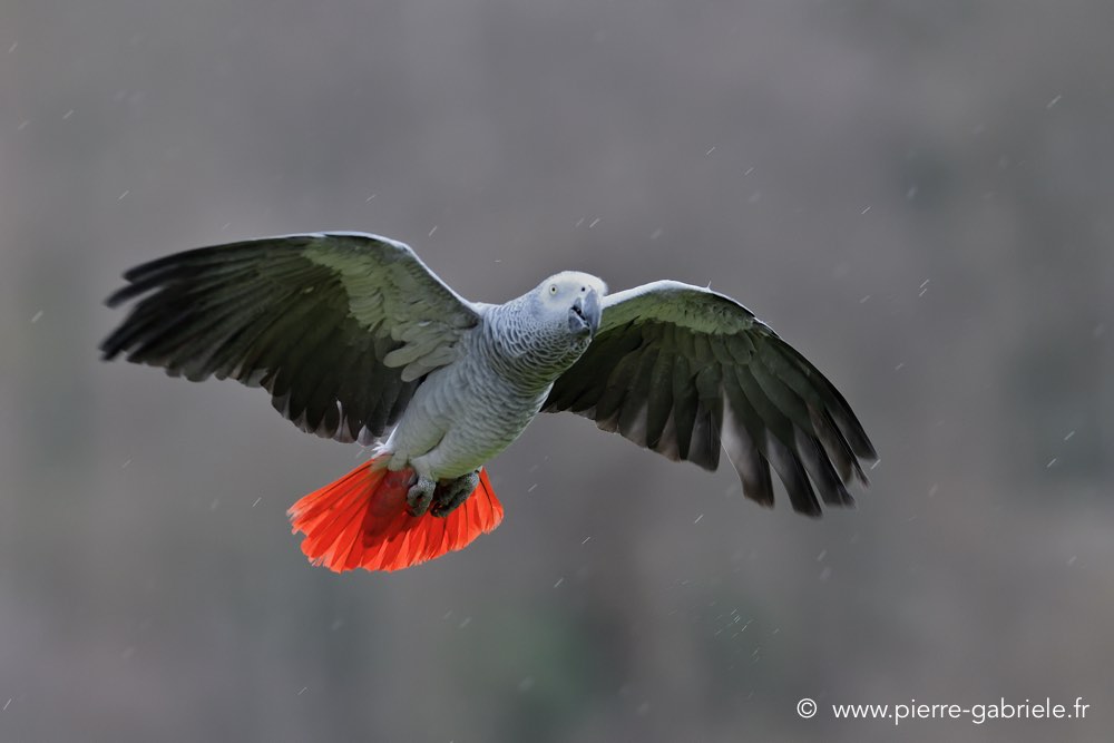 gris-du-gabon_0976.jpg