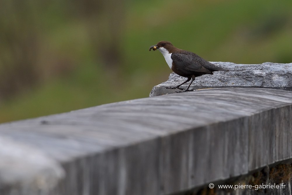 oiseau_0821.jpg