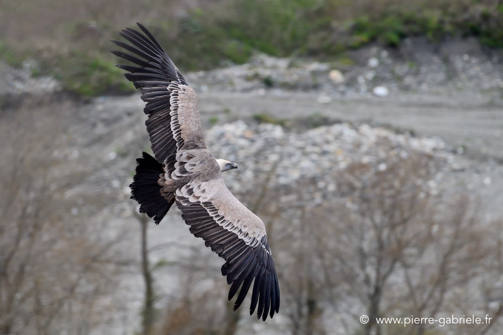 vautour-fauve_0960.jpg