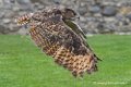 grand-duc_0944