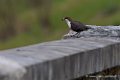 oiseau_0821