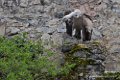 vautour-fauve_0956