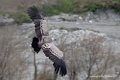 vautour-fauve_0960