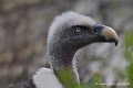vautour_0855