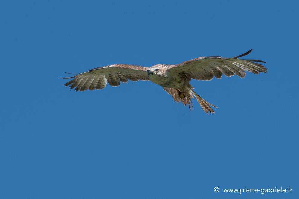 buse-feroce-d500_0143.jpg