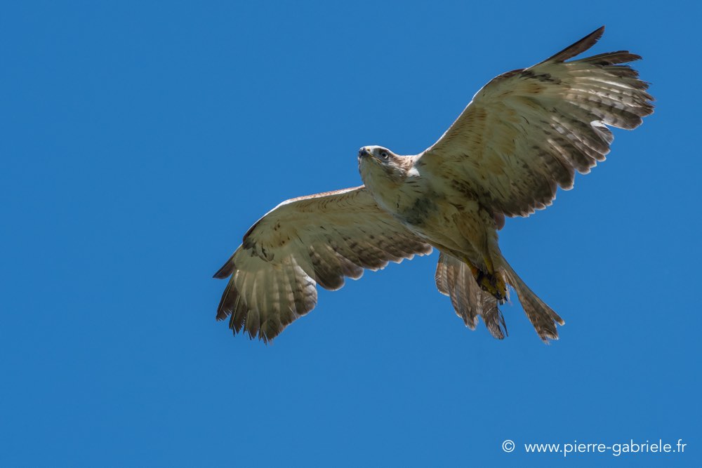 buse-feroce-d500_0157.jpg