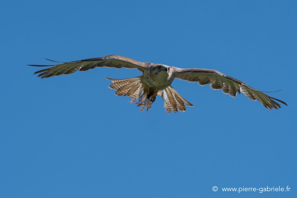 buse-feroce-d500_0160.jpg