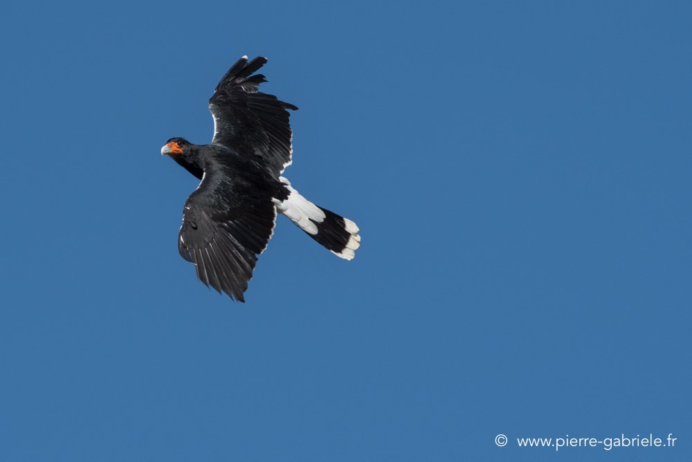 caracara-d500_0104.jpg