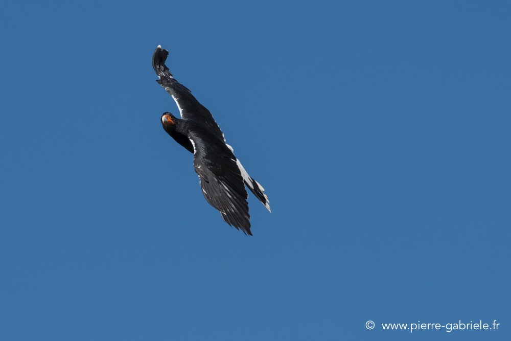 caracara-d500_0105.jpg