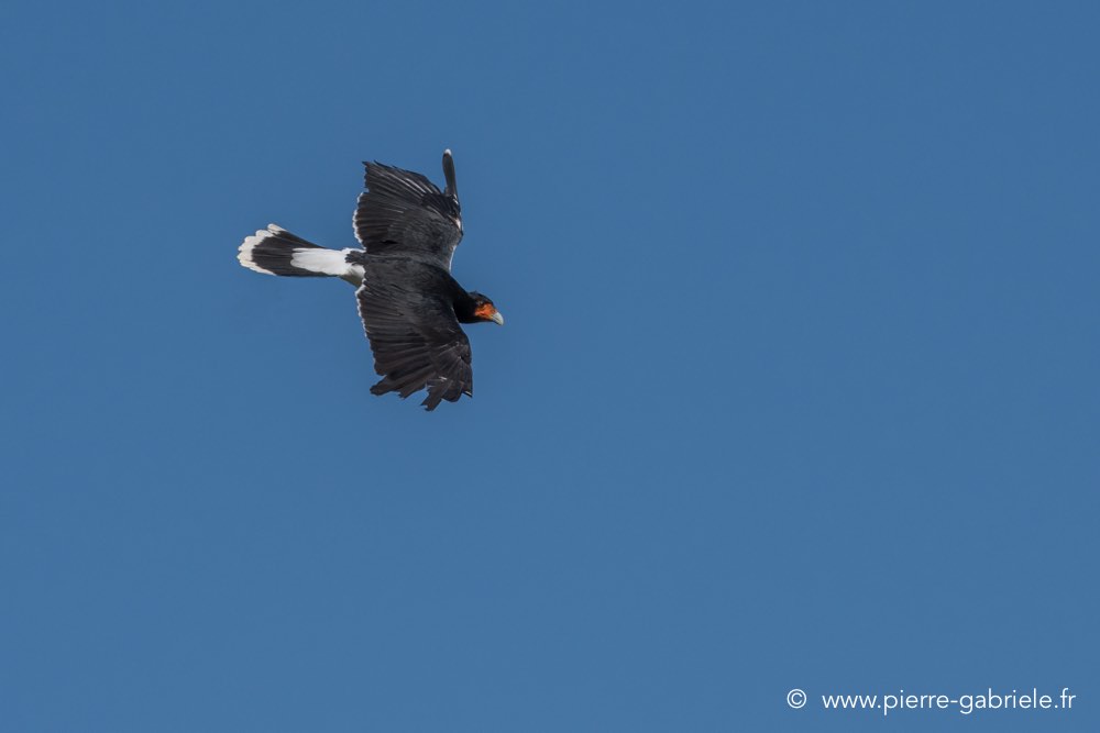 caracara-d500_0120.jpg