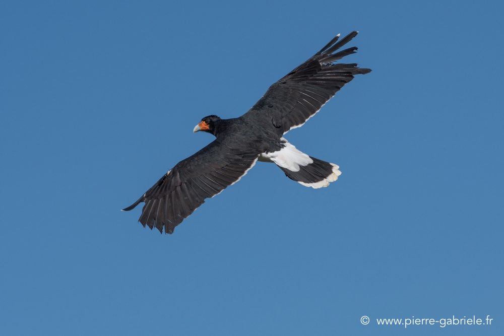 caracara-d500_0130.jpg