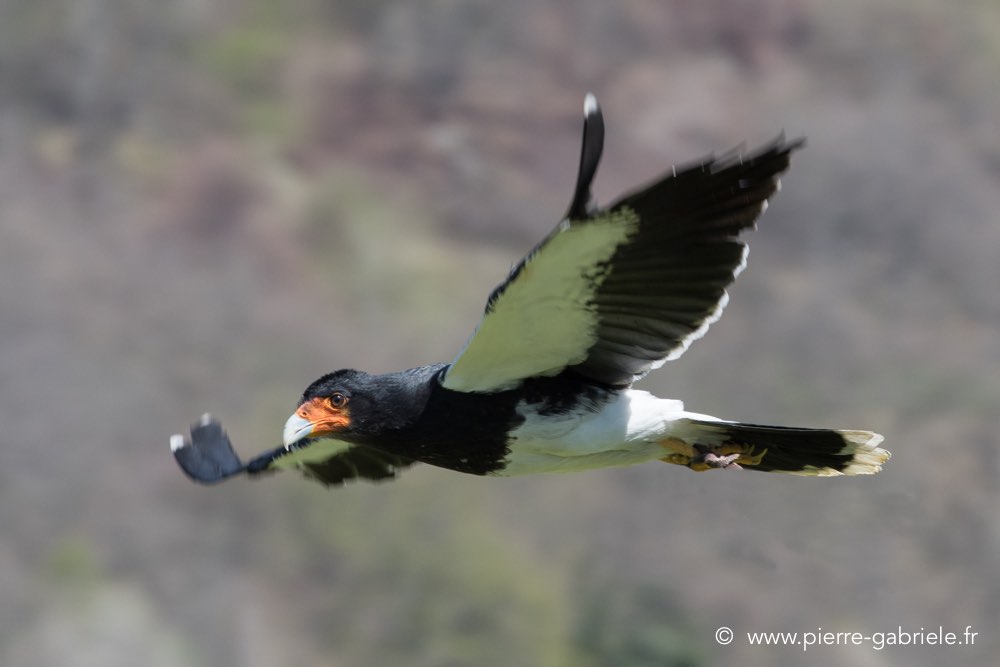 caracara-d500_0137.jpg