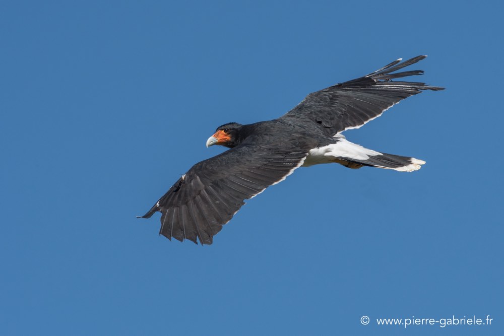 caracara-d500_0139.jpg